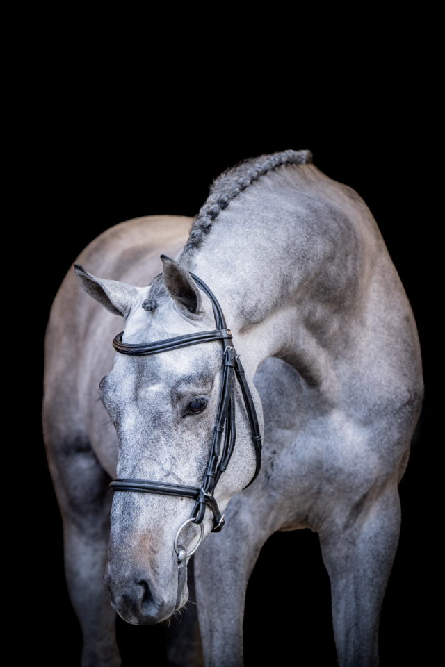 Champion 2000 Z Stallion